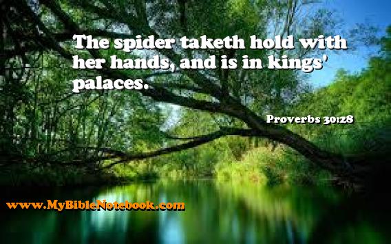 Proverbs 30:28 The spider taketh hold with her hands, and is in kings' palaces. Create your own Bible Verse Cards at MyBibleNotebook.com